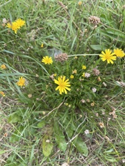 Scorzoneroides autumnalis