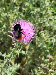Bombus lapidarius