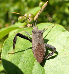 Acanthocephala terminalis