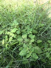 Solanum sarrachoides