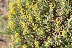 Tetragonia fruticosa