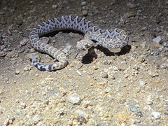 Crotalus atrox