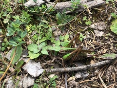 Decticus verrucivorus