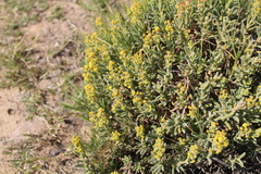 Tetragonia fruticosa