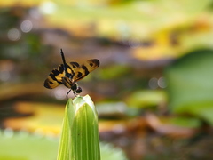 Rhyothemis variegata