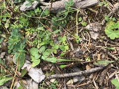 Decticus verrucivorus