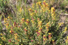 Tetragonia fruticosa