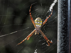 Argiope picta