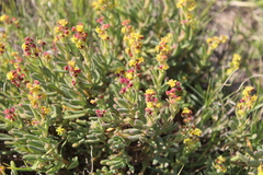 Tetragonia fruticosa