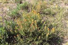 Tetragonia fruticosa