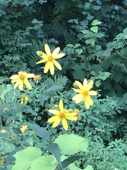 Helianthus divaricatus