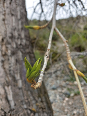 Populus laurifolia