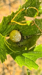 Araneus quadratus