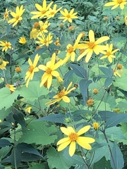 Helianthus divaricatus