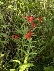 Silene regia