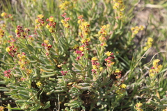 Tetragonia fruticosa