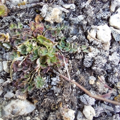 Thalictrum alpinum