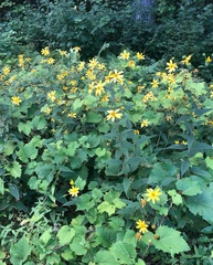 Helianthus divaricatus