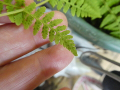 Cystopteris bulbifera