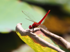 Urothemis signata