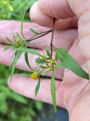 Bidens connata