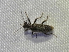 Anthicidae
