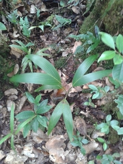 Arecaceae