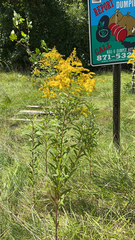 Solidago gigantea