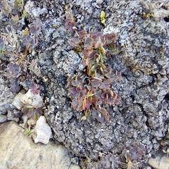 Thalictrum alpinum