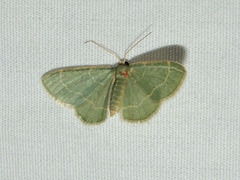 Chlorochlamys phyllinaria