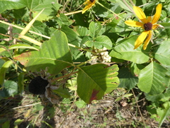 Rudbeckia hirta