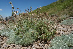 Helianthemum oelandicum orientale