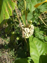 Toxicodendron radicans