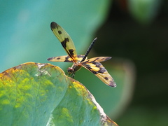 Rhyothemis variegata