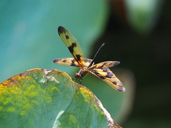 Rhyothemis variegata