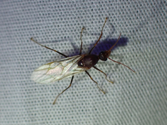 Camponotus floridanus