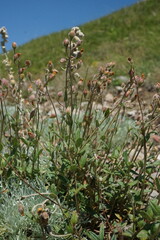 Helianthemum oelandicum orientale