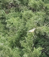 Iphiclides podalirius