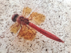 Trithemis kirbyi