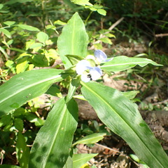 Commelina virginica