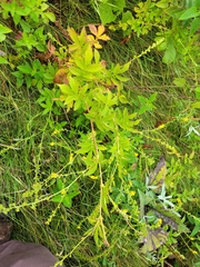 Agrimonia striata