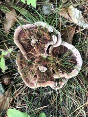 Hydnellum concrescens