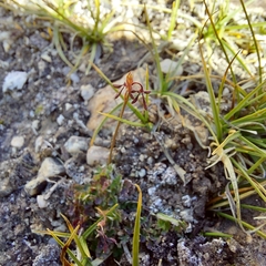 Thalictrum alpinum