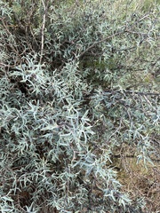 Berberis trifoliolata