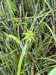 Carex grayi