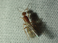 Dorymyrmex bureni