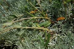 Helianthemum oelandicum orientale