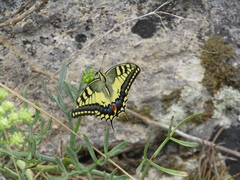 Papilio machaon
