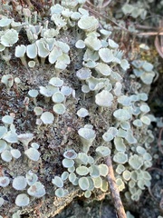 Cladonia chlorophaea