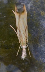 Agriphila